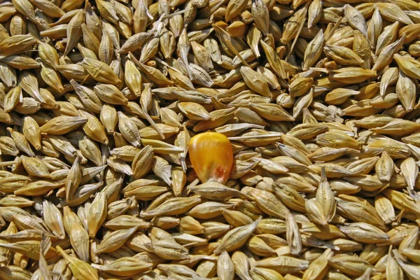 Mag a búza és a sárga kukorica vetőmag — Stock Fotó