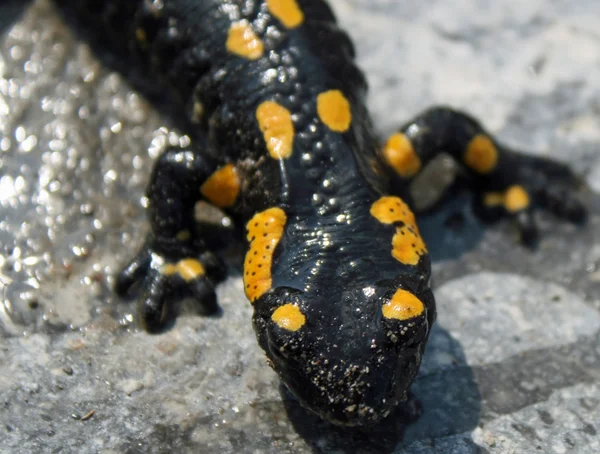 Salamandra preta amarela que seca ao sol em uma rocha — Fotografia de Stock