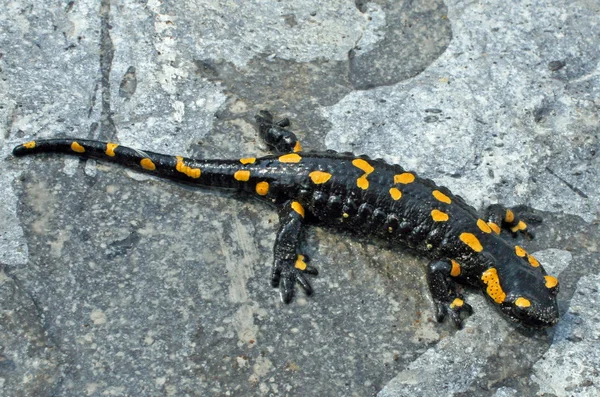 Yellow black salamander that dries in the sun on a rock — Stock Photo, Image