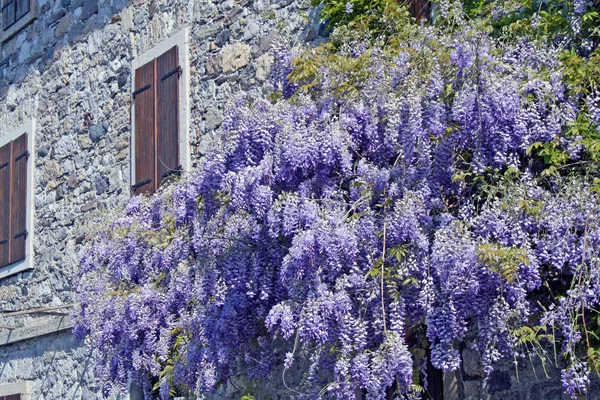 Glicina púrpura de una antigua casa de Friuli —  Fotos de Stock
