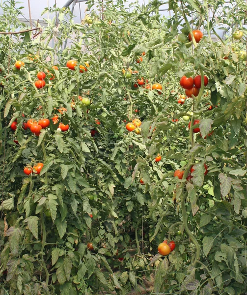 Red cherry tomatoes in a greenhouse in Italy — Stock Photo, Image