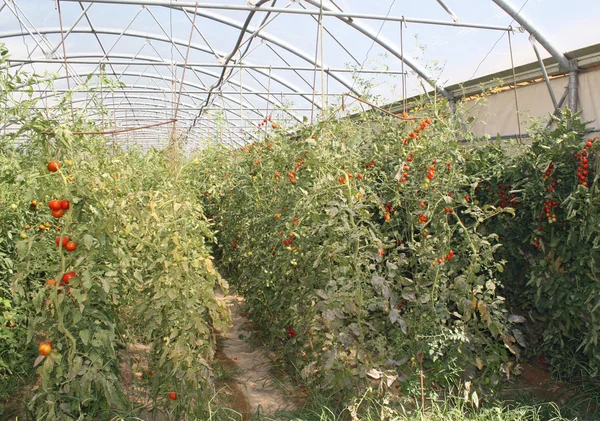 Tomat ceri merah di rumah kaca di Italia — Stok Foto