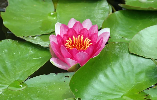 Lirio de agua de flores de colores en un estanque con hojas verdes — Foto de Stock