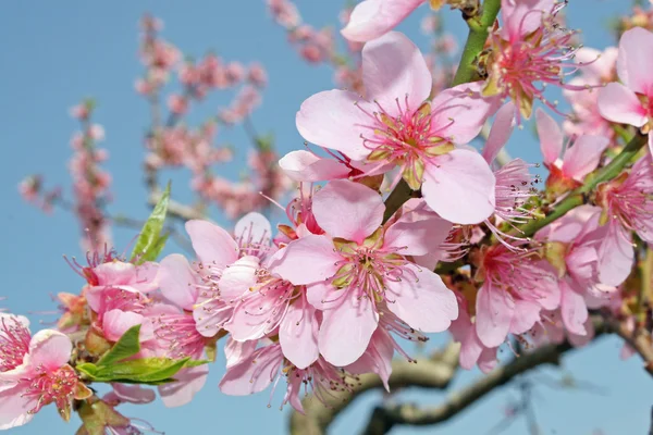 Flores de melocotón rosa florecen en primavera en las colinas italianas — Foto de Stock