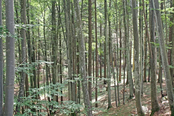 Hutan lebat pohon di perbukitan Tuscan di hutan Italydense pohon di — Stok Foto