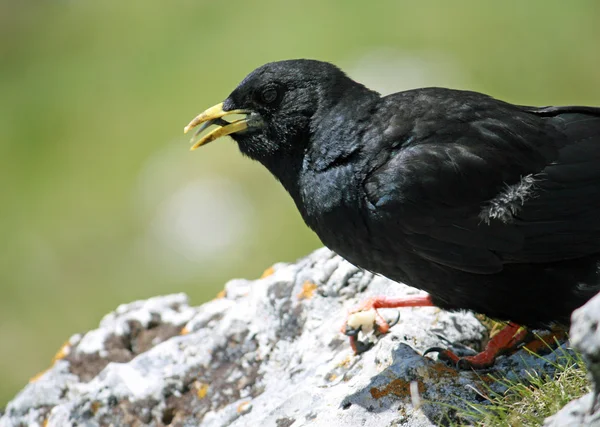 Blackbird se žlutým zobákem otevřené — Stock fotografie