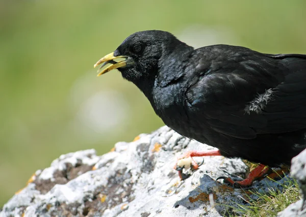 Blackbird, egy sárga nyitott csőr — Stock Fotó