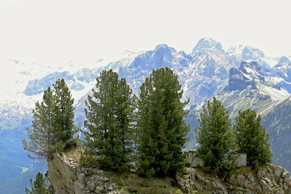 Vijf pine op een rots in de bergen — Stockfoto