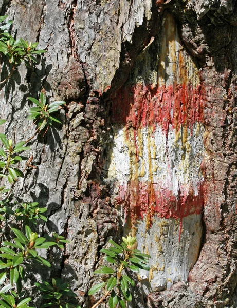 Sendero de señalización en un árbol en las montañas —  Fotos de Stock