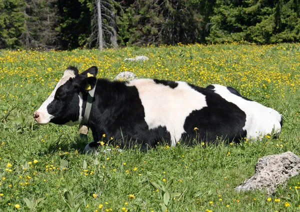 Vaca manchada de preto e branco deitada no gramado enquanto ruminava — Fotografia de Stock
