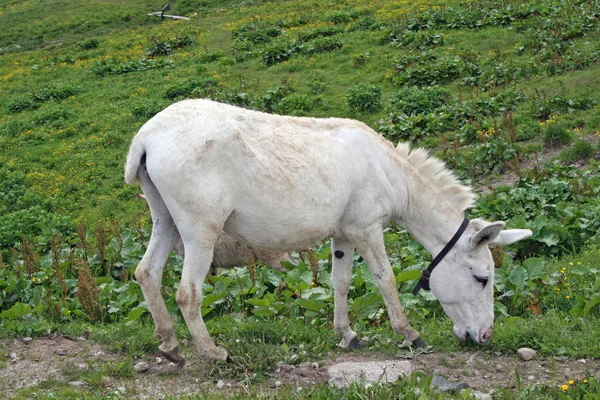 White baby donkey and a graze in the mountains — Stock Photo, Image