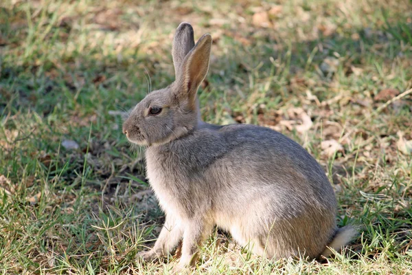 Bruin konijn met lange oren op het gazon — Stockfoto