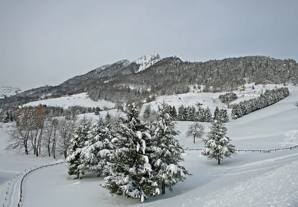 추운 겨울 날에 나무와 눈 덮인 산 — 스톡 사진
