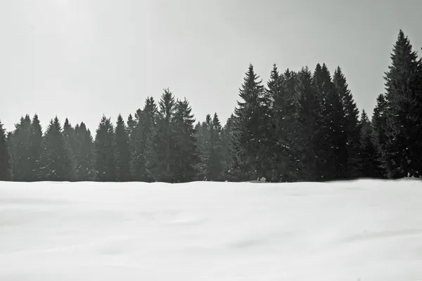 在冬天雪和树与阿尔卑斯山的全景图 — 图库照片