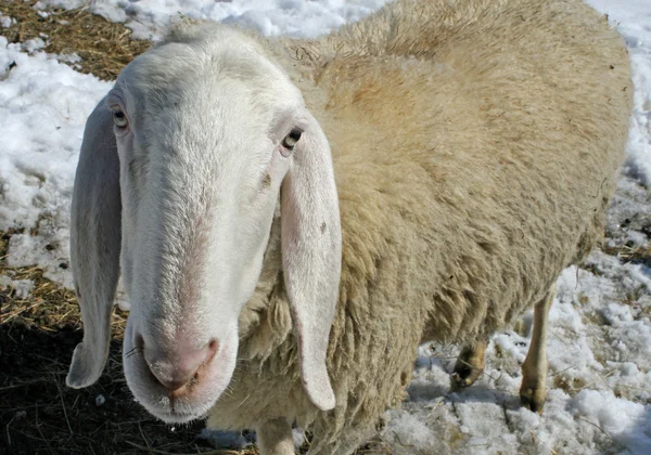 Πρόβατα που βοσκούν στα βουνά στα χιόνια σε αναζήτηση χλόη να φάει — Φωτογραφία Αρχείου
