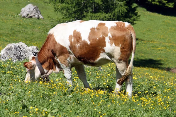 Λευκό και καφέ αγελάδα που τρώει τη χλόη ενός χορτοτάπητα το καλοκαίρι στα βουνά — Φωτογραφία Αρχείου