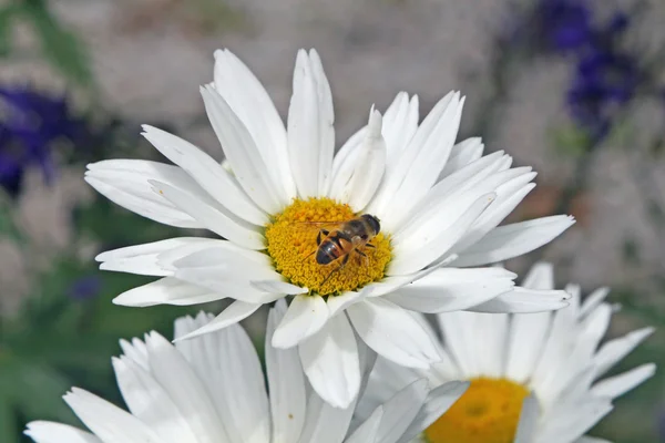 Bee zuigen nectar van een witte margriet — Stockfoto