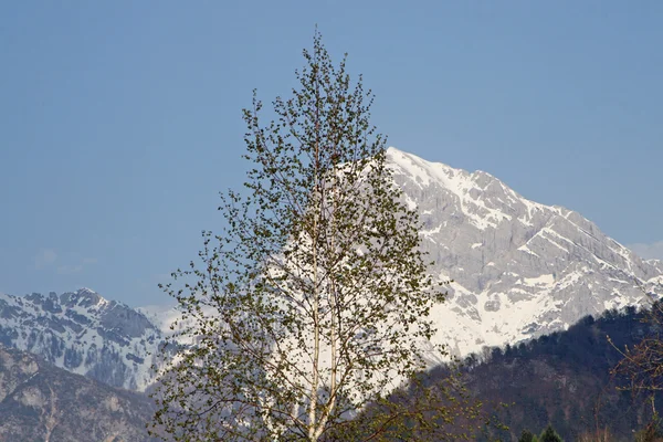 Drzewo z liści wiosną i w tle góry w języku włoskim — Zdjęcie stockowe