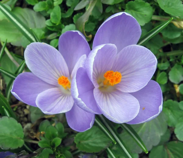 Zarte und duftende Blume mit lila und lila Blütenblättern und dem Stempel — Stockfoto