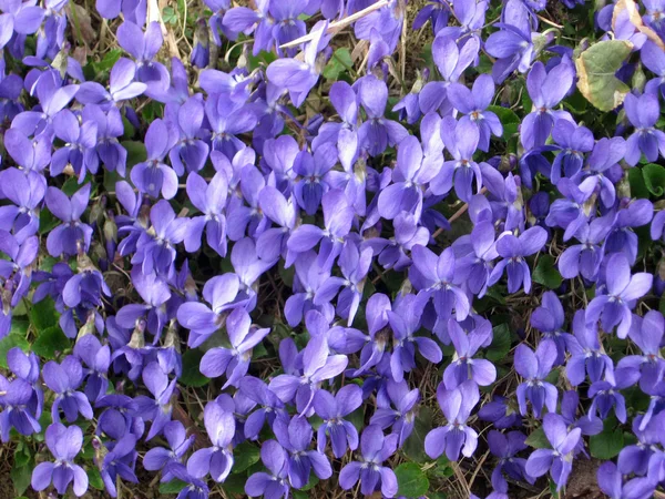 Zarte und duftende Blume mit violetten Blütenblättern — Stockfoto