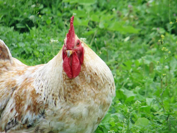 Dumny kogut z herbem szuka jego kurczaka w kurniku — Zdjęcie stockowe