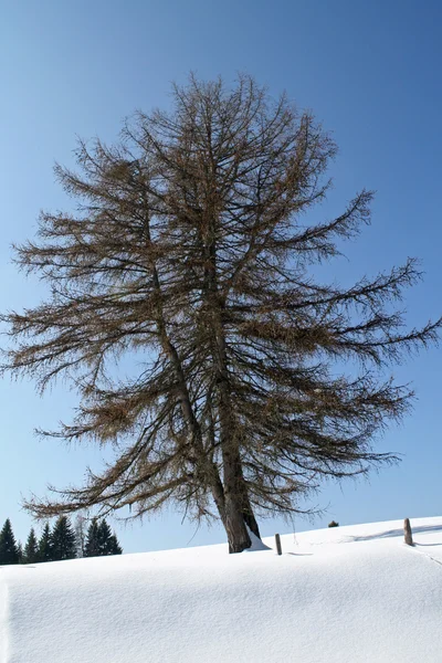 이탈리아 알프스에서 겨울에 눈 속에서 고독한 나무 — 스톡 사진