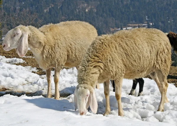 Sheep grazing in the mountains in the snow in search of grass to eat — Stock Photo, Image