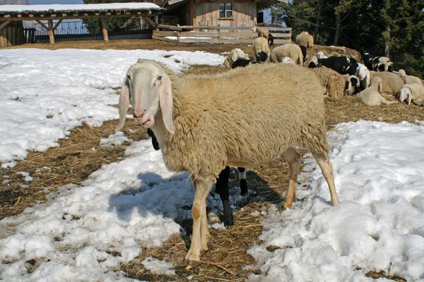 Wypasu owiec w górach śniegu w poszukiwaniu trawy do jedzenia — Zdjęcie stockowe