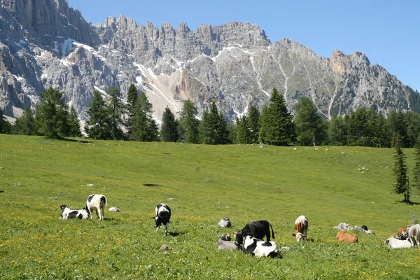 Горное стадо коров, пасущихся на зеленой траве Стоковая Картинка