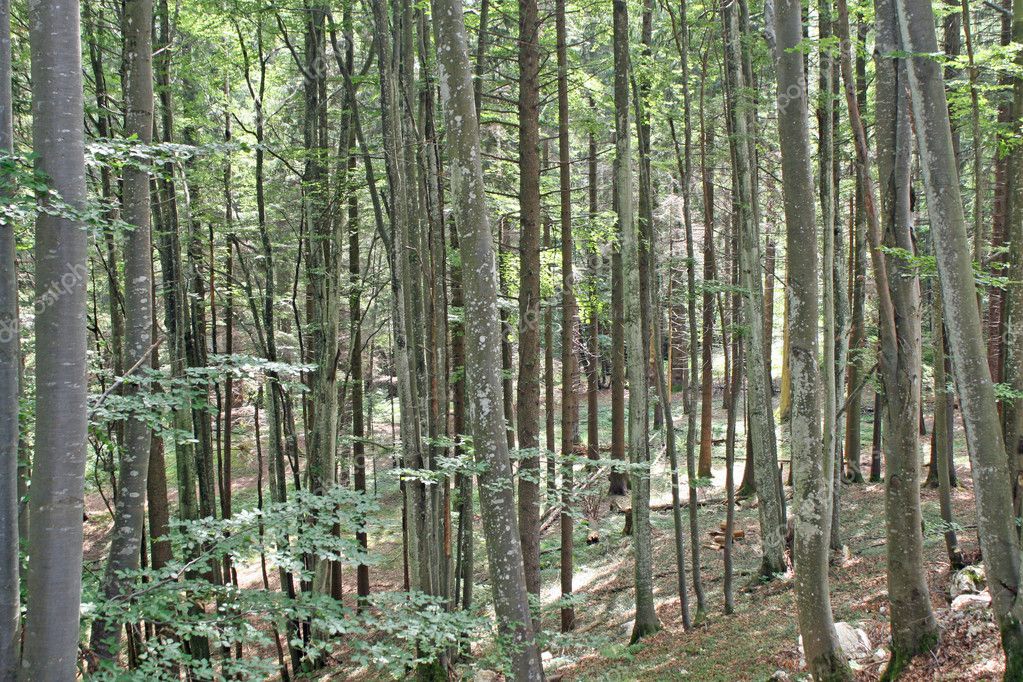 Dense forest of trees in the Tuscan hills in Italydense forest of trees ...