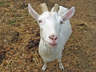 White goat with two horns in the fold clipart