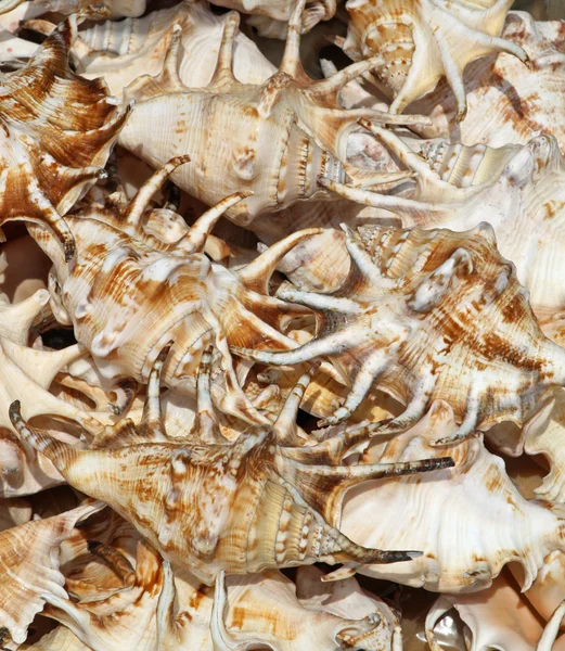 Serie von Muscheln des Pazifischen Ozeans auf dem Markt — Stockfoto
