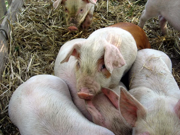 Porcos fedorentos cor-de-rosa em uma pocilga — Fotografia de Stock