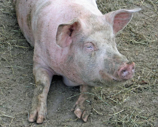 Bocal de um porco rosa em uma pocilga suja — Fotografia de Stock