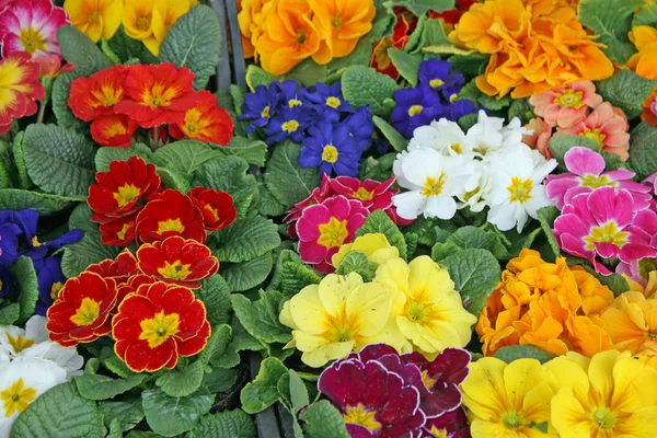 Farbige Blumen Primeln in einer Vase zum Verkauf auf dem lokalen Markt — Stockfoto