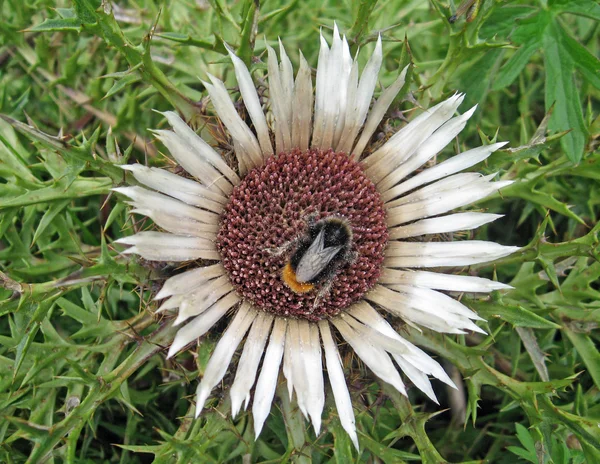 Cardo spinoso in un prato in montagna con un'ape che succhia nettare — Foto Stock