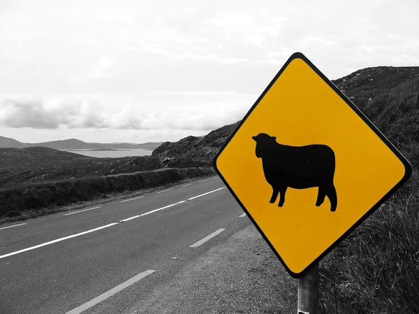 stock image Sign of attention crossing sheep in Ireland