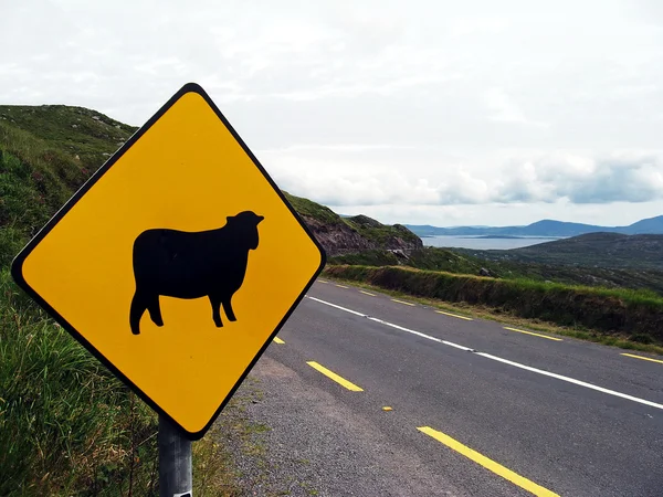 stock image Sign of attention crossing sheep in Ireland