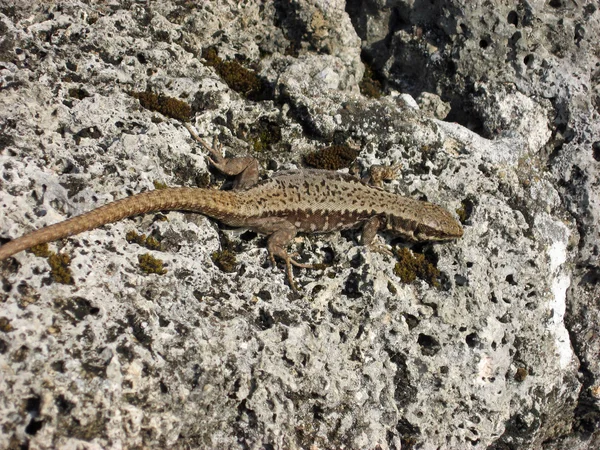 stock image Lizard takes the Sun on a rock mountain