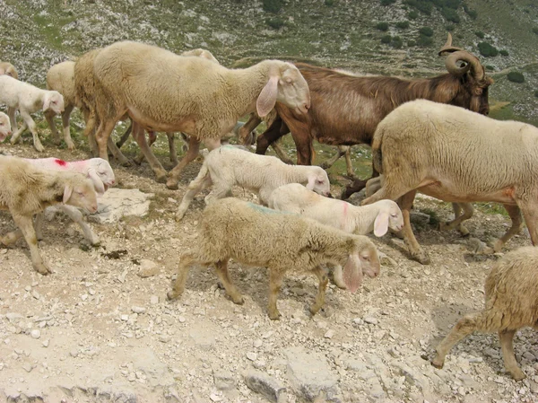 Rebanho de ovinos com cordeiros e caprinos — Fotografia de Stock