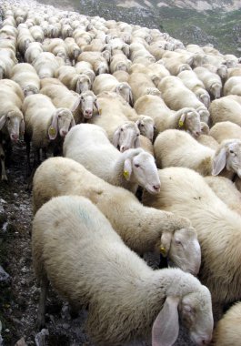 Flock of sheep on a Pasubio 1 clipart