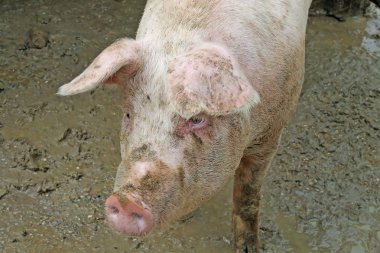 Pink pig in a sty with mud dirt clipart