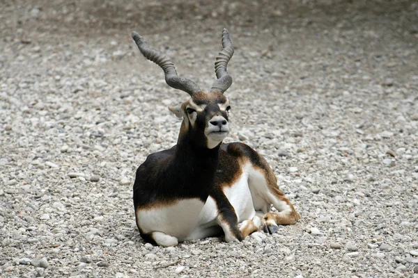 Antilopa vleže odpočívá na kamenný plot v zemi — Stock fotografie