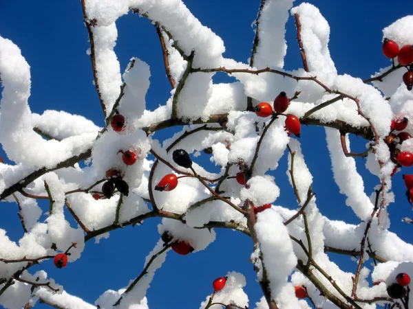 Äste mit Schnee im kalten Winter an einem schönen sonnigen Tag 4 — Stockfoto