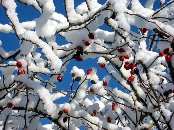 Ramas con nieve en el frío invierno durante un hermoso día soleado 3 — Foto de Stock