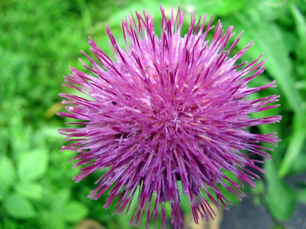 Purple Thistle flower just bloomed in the mountains 2 — Stock Photo, Image