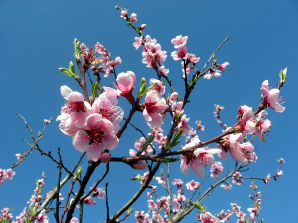 Flores de melocotón rosa — Foto de Stock