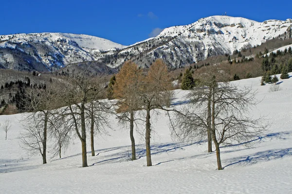 在草甸上一天的寒冷的冬天雪孤树 — 图库照片