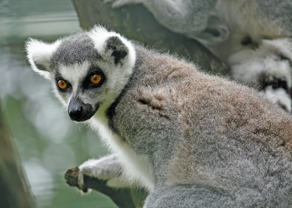Lemur with a watchful eye for food — Stock Photo, Image