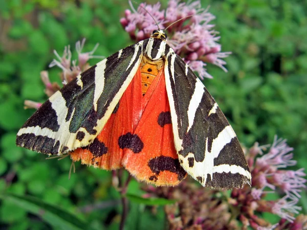 Laranja e borboleta preta em uma flor 1 — Fotografia de Stock